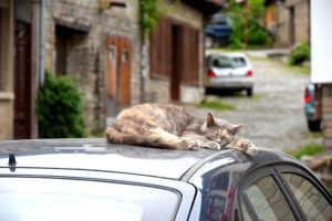 kat sover på bil