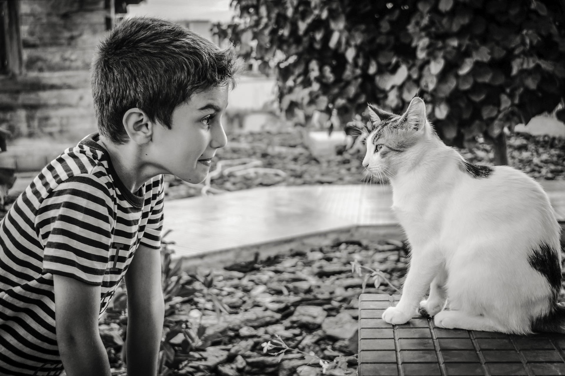 Kat og dreng 
