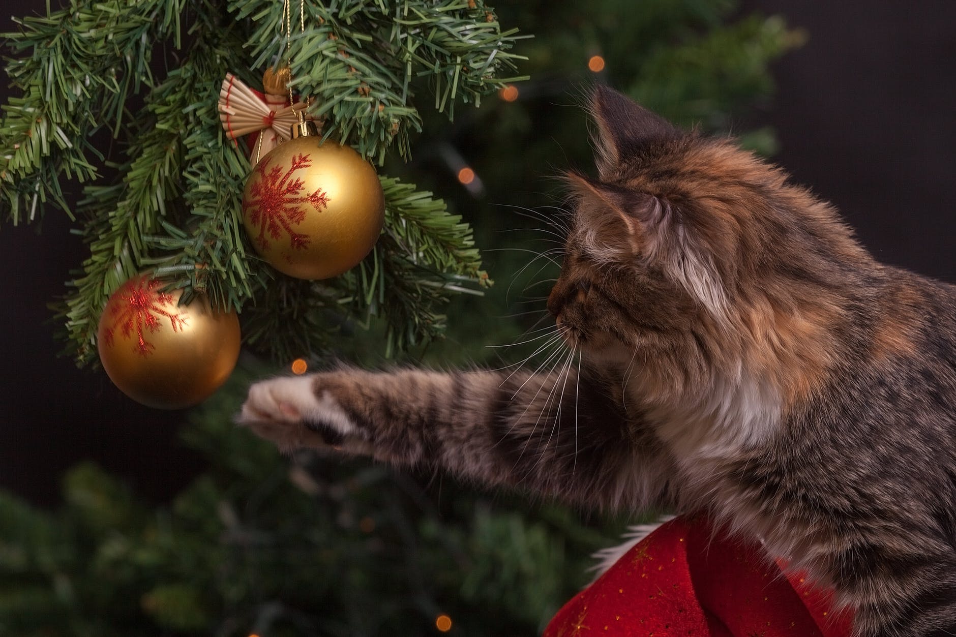 Kat ved juletræ