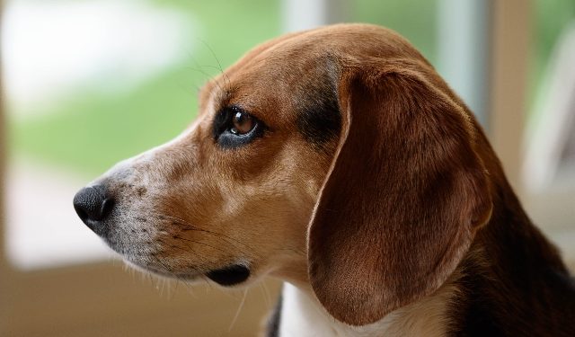 10 sjove fakta om Beagles