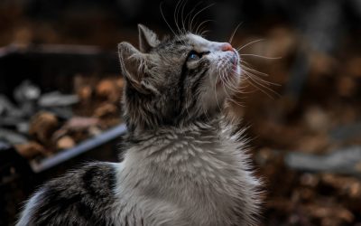 Katten er et populært kæledyr