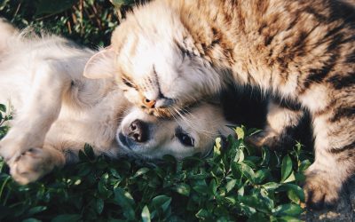 Hund og kat i samme hus