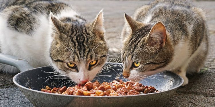 Lækker mad til dig og din kat