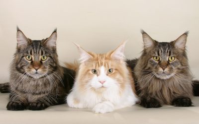 Maine Coon er katteverdenens svar på hunde