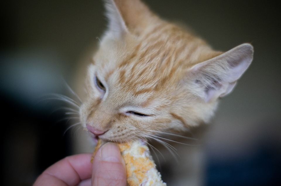 Kat, der spiser brød fra en hånd