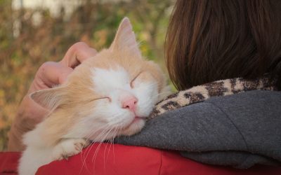 Disse hyggelige ting kan du lave sammen med din kat