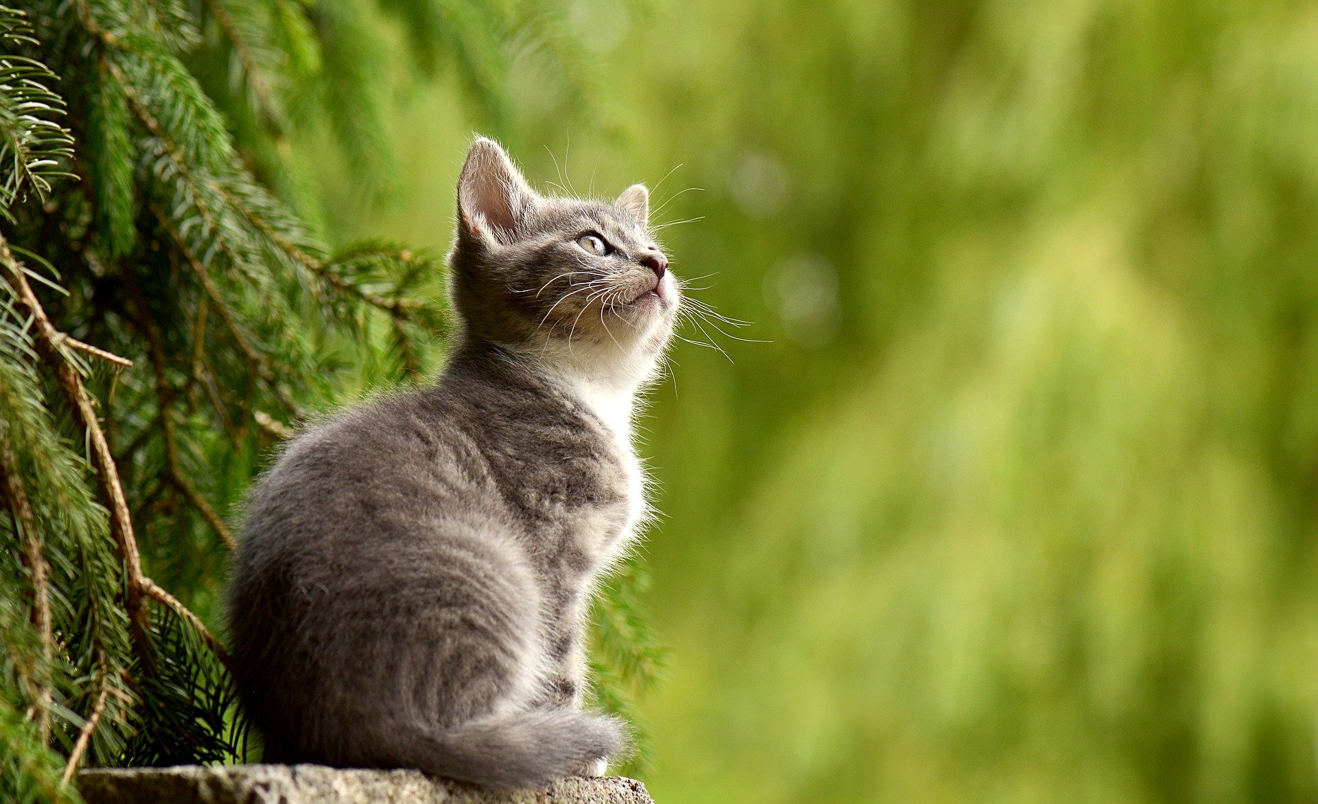 Gør dit liv med katte lettere med disse DIY-idéer