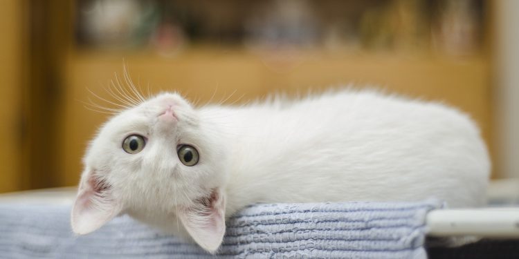 Lav det herligste kattevenlige hjem