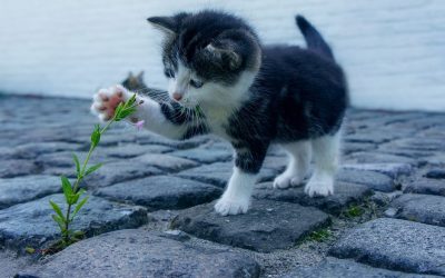 Er hunden eller katten menneskets bedste ven? Det kommer an på, hvem man spørger