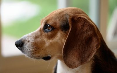 10 sjove fakta om Beagles