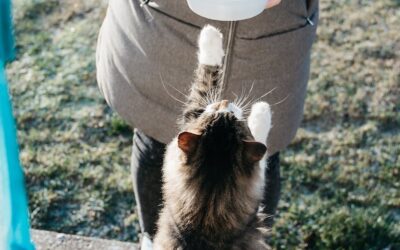 Skab en kattevenlig have: En forbrugerguide til at skabe et sikkert og fornøjeligt uderum til din kat