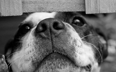 Coton de Tulear: Den Charmerende Bomuldshund