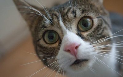 Hvad dækker god katteforsikring? Guide til nye ejere