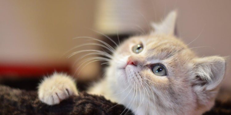 Kattepension Hair – Dit kats trygge hjem væk fra hjemmet